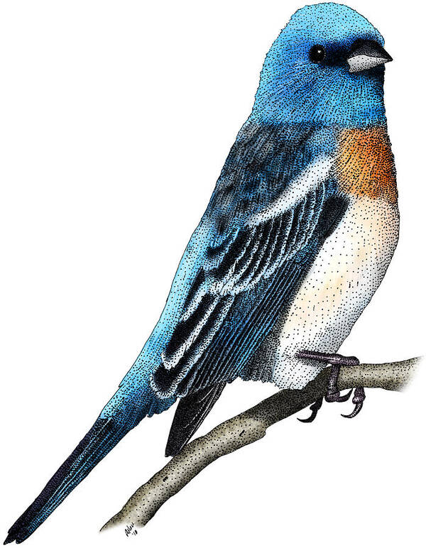 Illustration Poster featuring the photograph Lazuli Bunting by Roger Hall