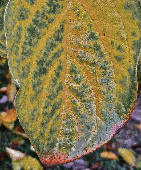 Leaves Poster featuring the photograph Leaf After Rain by Bill Owen