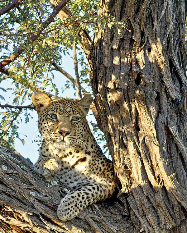 Leopard Poster featuring the photograph Leopard Portrait III by Gigi Ebert