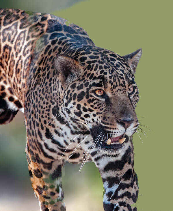 Animal Poster featuring the photograph Jaguar Walking Portrait by William Bitman