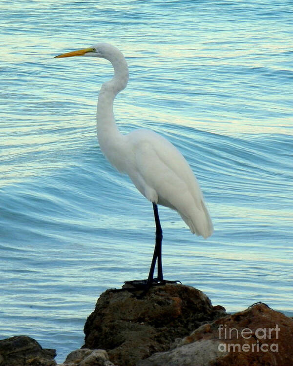 Snowy Egret Poster featuring the photograph Lone Egret by Nanci Fielder