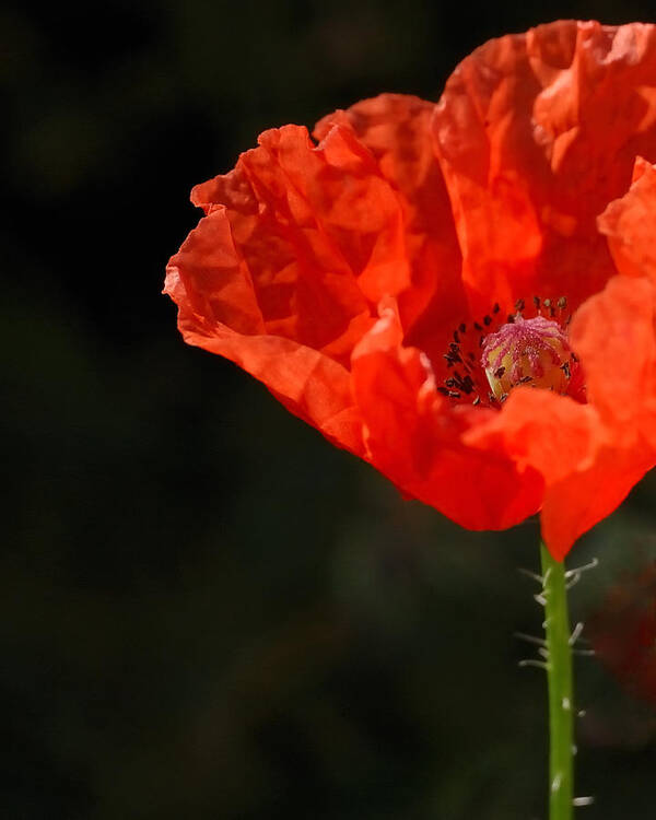 Poppy Poster featuring the photograph Lone Poppy by Steven Milner