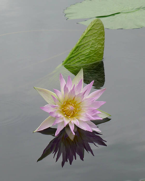 Richard Reeve Poster featuring the photograph Longwood - Water Lily II by Richard Reeve