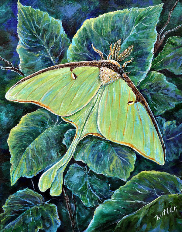 Nature Insect Moth Luna Green Poster featuring the painting Luna Moth by Gail Butler