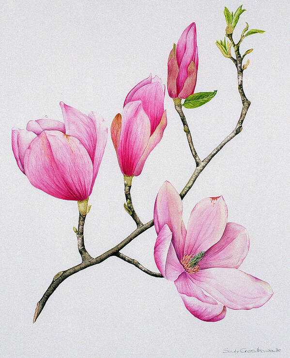 Magnolia Poster featuring the painting Magnolia by Sally Crosthwaite