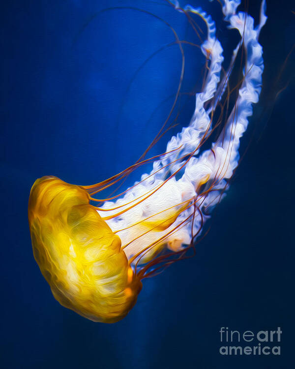 Majestic Jellyfish Poster featuring the photograph Majestic Jellyfish by Michael Ver Sprill