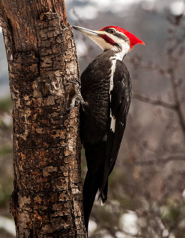 Male Pileated Woodpecker Poster featuring the photograph Male Pileated Woodpecker 3 by Lara Ellis