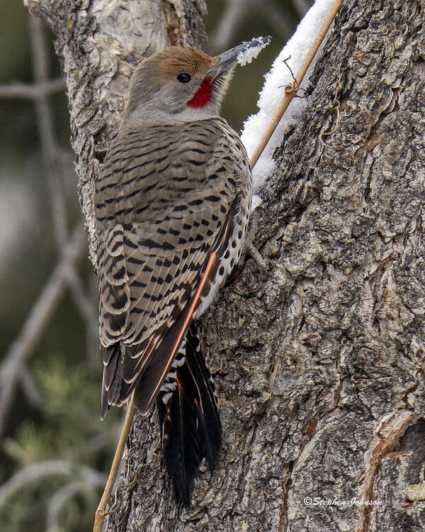 Red-shafted Northern Flicker Poster featuring the photograph Male Red-shafted Northern Flicker by Stephen Johnson