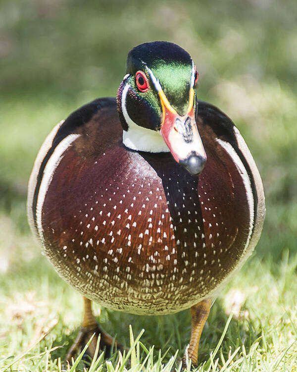 Photography Poster featuring the photograph Male Wood Duck 2 by Lee Kirchhevel