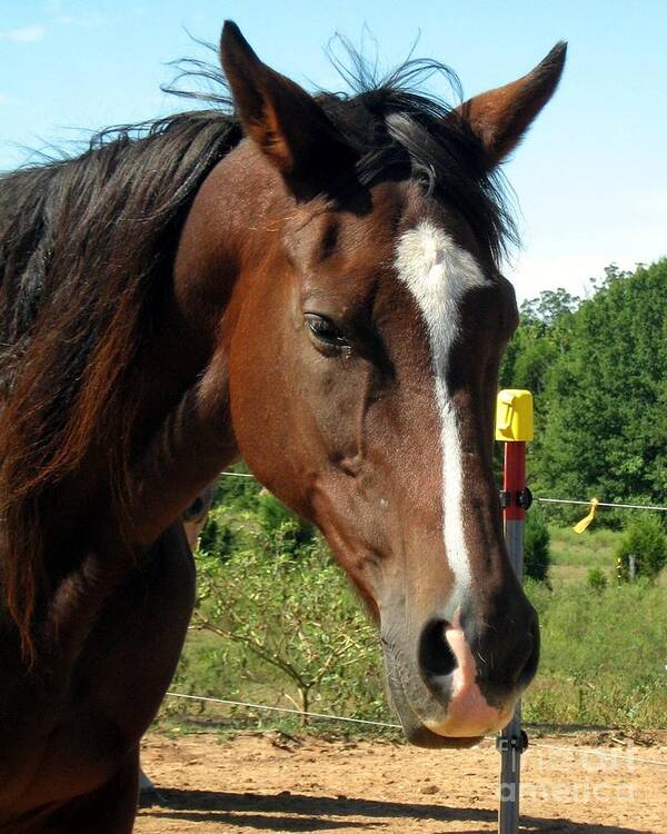 Horse Poster featuring the photograph Maminghwah by Wendy Coulson