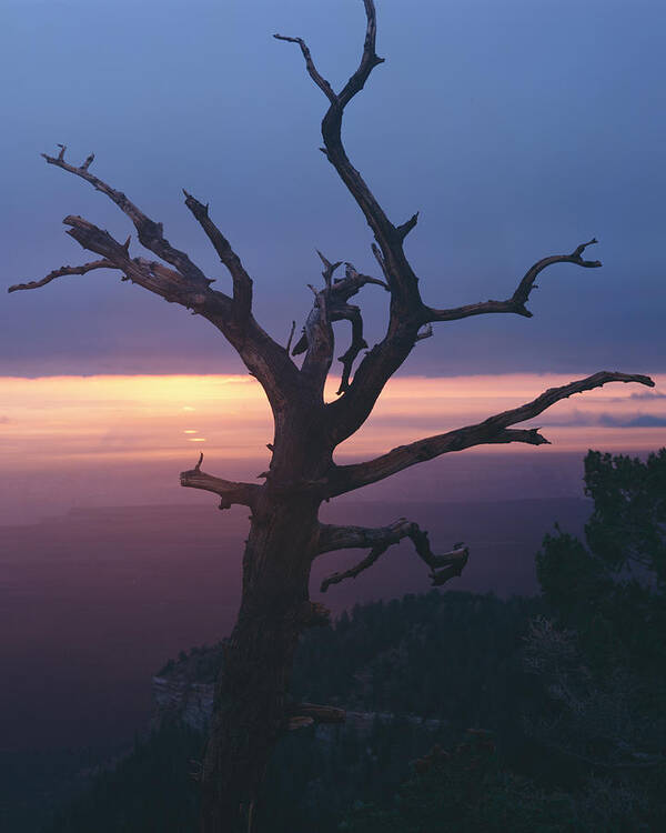 Arizona Poster featuring the photograph Marble View Snag-V by Tom Daniel