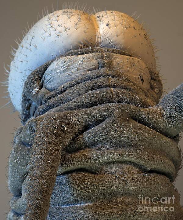 Sem Poster featuring the photograph Milkweed Butterfly Caterpillar, Sem by Stefan Diller