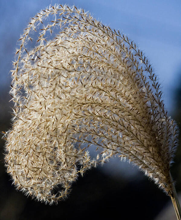 Nature Poster featuring the photograph Miscanthus Sinensis III by Michael Friedman