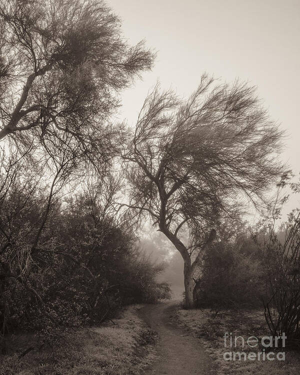 Fog Poster featuring the photograph Misty Morning by Tamara Becker