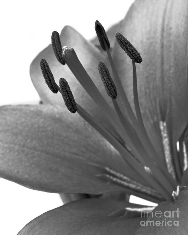 Flower Poster featuring the photograph Monochrome Asian Lily by Anita Oakley
