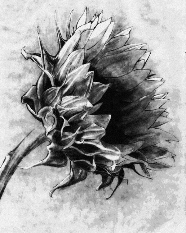 Sunflower Sketch Poster featuring the photograph Morning Sun by I'ina Van Lawick