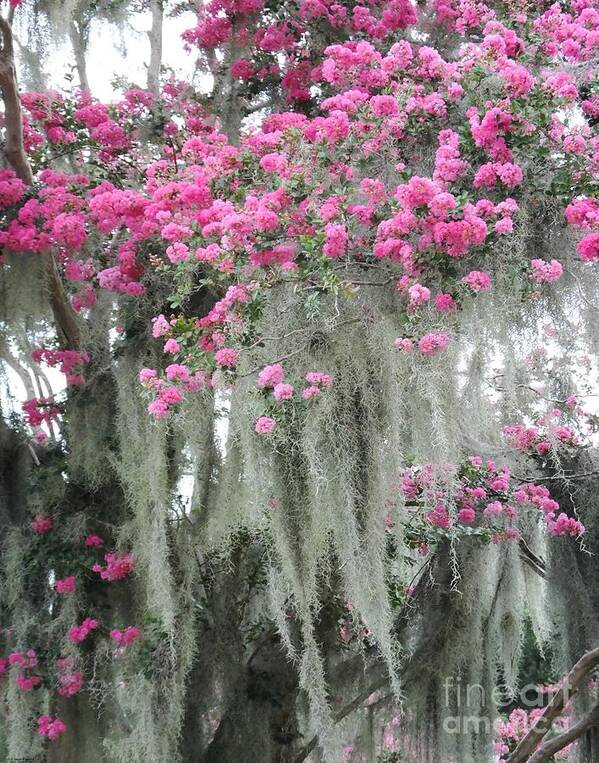 Crepe Myrtle Poster featuring the photograph Moss Draped Crepe Myrtle Capitol Park Baton Rouge Louisiana by Lizi Beard-Ward