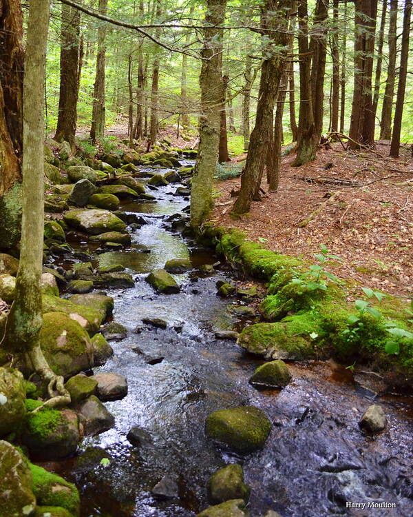 Landscape Poster featuring the photograph Mossy Brook by Harry Moulton