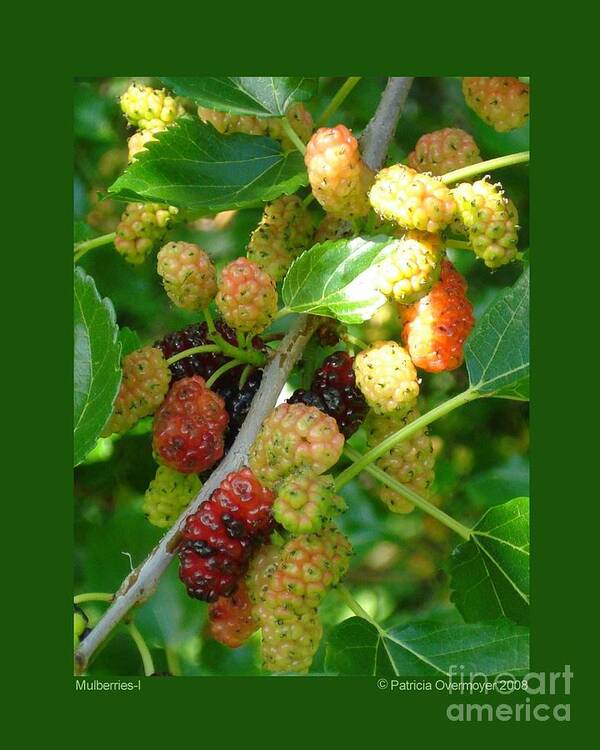 Mulberry Poster featuring the photograph Mulberries-I by Patricia Overmoyer