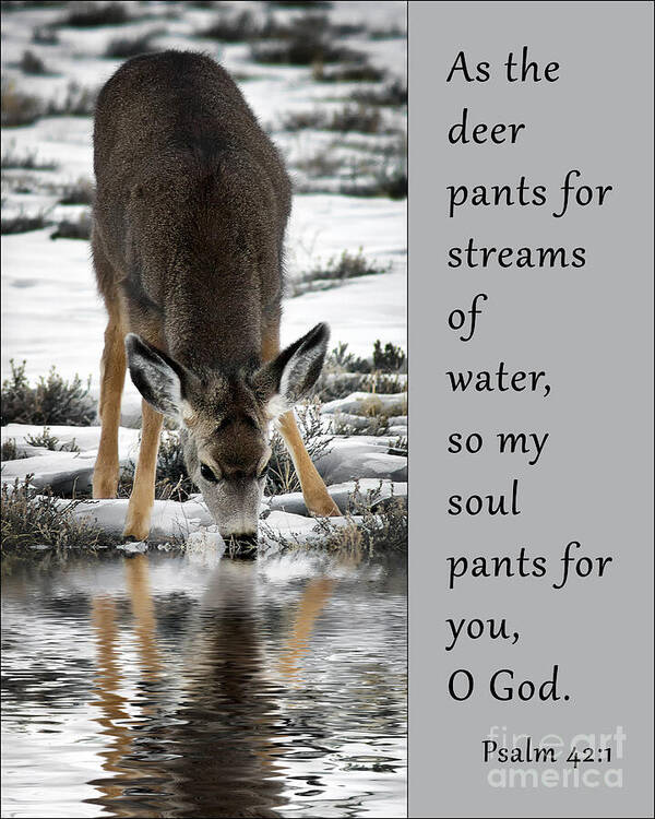 My Soul Pants For God Poster featuring the photograph My Soul Pants For God by Priscilla Burgers