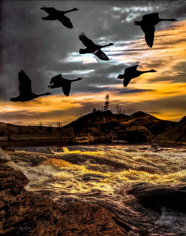 Canadian Geese Poster featuring the photograph Night Flight by Bob Orsillo