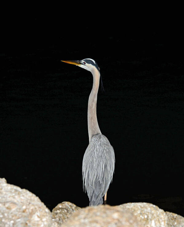 Blue Heron Poster featuring the photograph Night of the Blue Heron 3 by Anthony Baatz