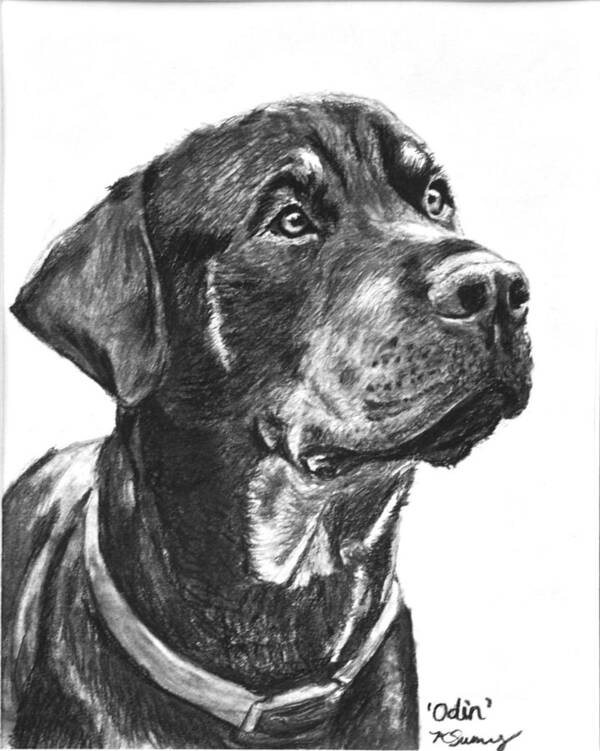 Rottweiler Poster featuring the drawing Noble Rottweiler Sketch by Kate Sumners