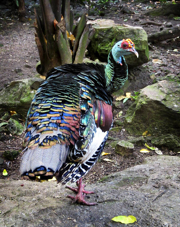 Ocellated Poster featuring the photograph Ocellated Turkey by Marilyn Hunt