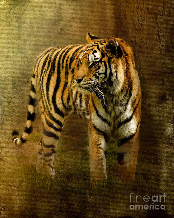 Bengal Tiger Poster featuring the photograph On The Hunt by Betty LaRue