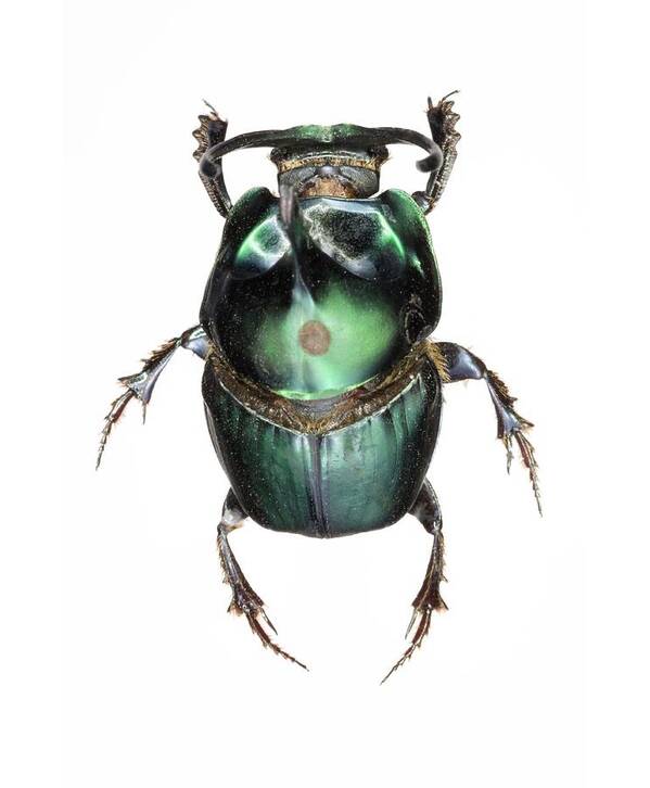 Onthophagus Mouhoti Poster featuring the photograph Onthophagus Dung Beetle by Lawrence Lawry