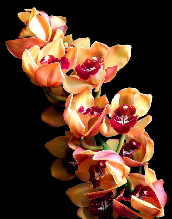 Flowers Poster featuring the photograph Orange Cymbidium Still Life Flower Art Poster by Lily Malor