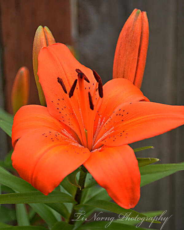 Flowers Poster featuring the photograph Orange satin by Ti Oakva