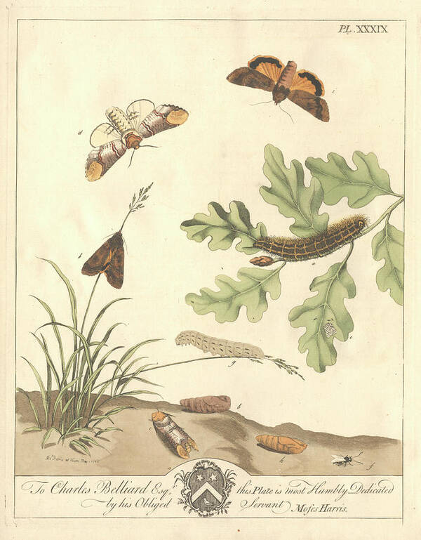 Orange Tip Butterfly Poster featuring the photograph Orange Tip Butterfly by Natural History Museum, London/science Photo Library