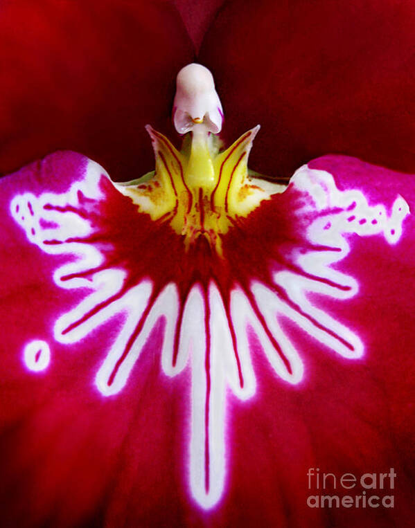 Macro Poster featuring the photograph Orchid Harlequinn-Pansy Orchid by Jennie Breeze