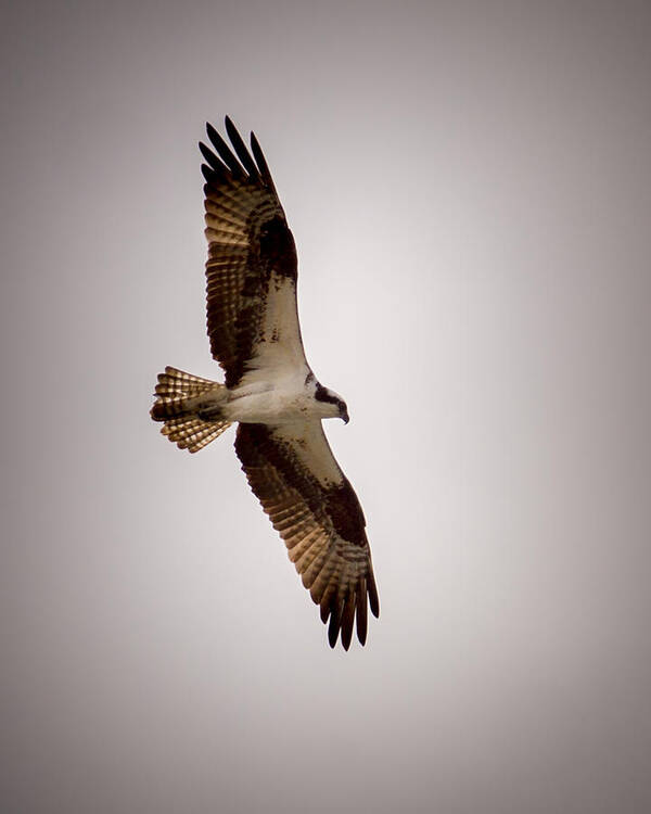 Birds Poster featuring the photograph Osprey by Ernest Echols