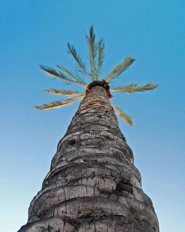 Blue Poster featuring the photograph Palm Tree Looking Up by Maggy Marsh