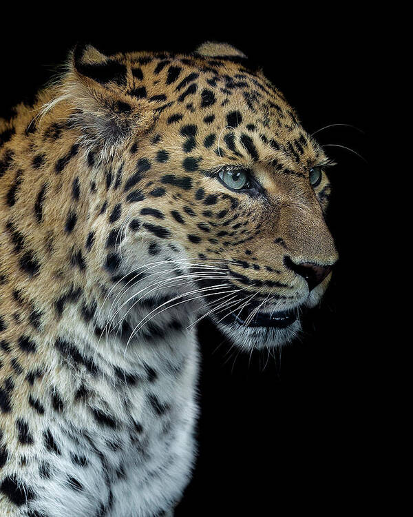 Leopard Poster featuring the photograph Panthere Portrait Version 2.0 by Laurent Lothare Dambreville