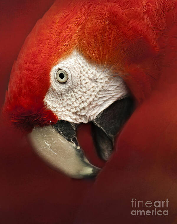 Parrot Poster featuring the photograph Parrot Portrait by Pam Holdsworth
