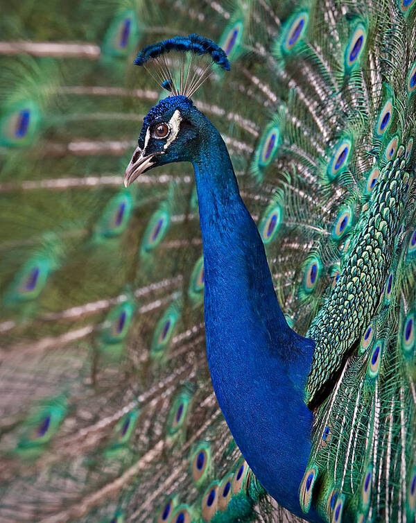 Peacock Poster featuring the photograph Peacock Display by Susan Candelario