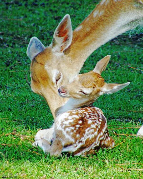 Deer Poster featuring the photograph Pere David Deer and Fawn by Lizi Beard-Ward