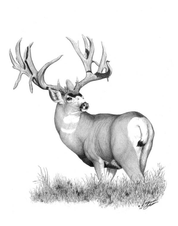Mule Deer Poster featuring the painting Pilot Monarch by Darcy Tate