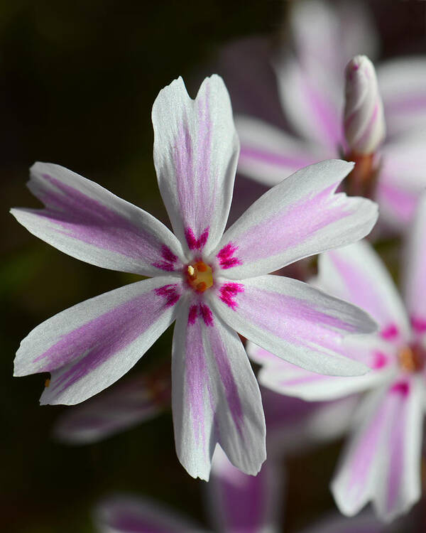 Flower Poster featuring the photograph Pink and White by Robert Mitchell