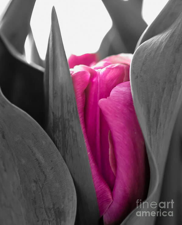 Tulip Poster featuring the photograph Pink Passion by Bianca Nadeau