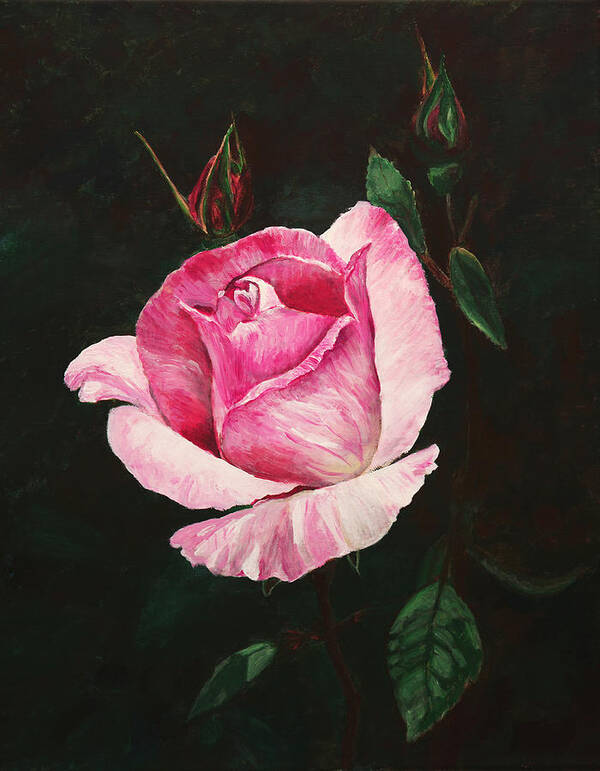 Flowers Poster featuring the painting Pink Rose by Masha Batkova