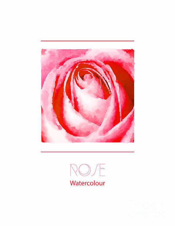 Watercolour Poster featuring the photograph Pink rose watercolour by Jane Rix