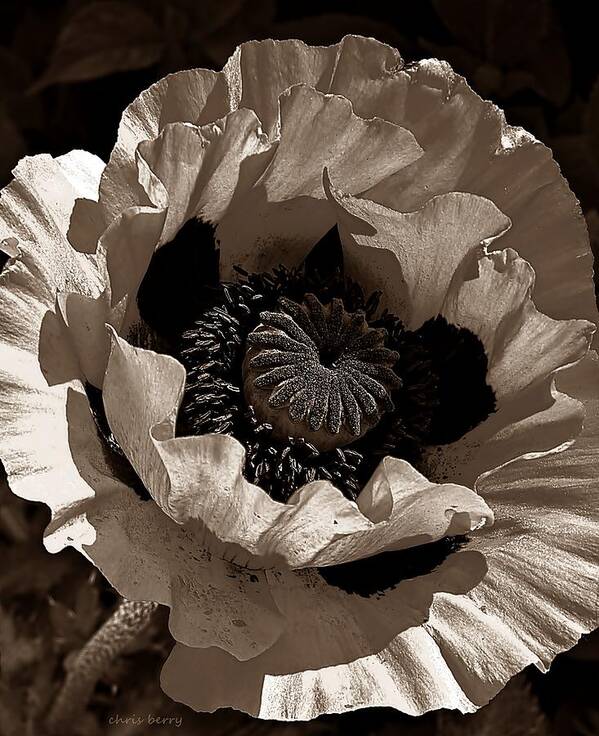 Nature Poster featuring the photograph Poppy in Browns by Chris Berry