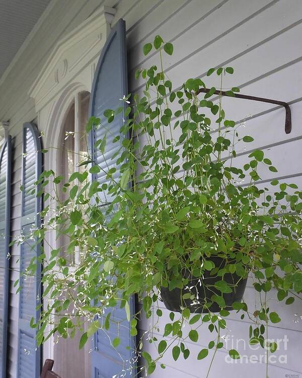 Plant Poster featuring the photograph Porch St Francisville LA by Lizi Beard-Ward