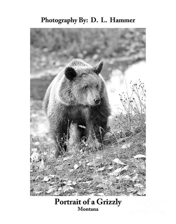 Mammal Poster featuring the photograph Portrait of a Grizzly by Dennis Hammer