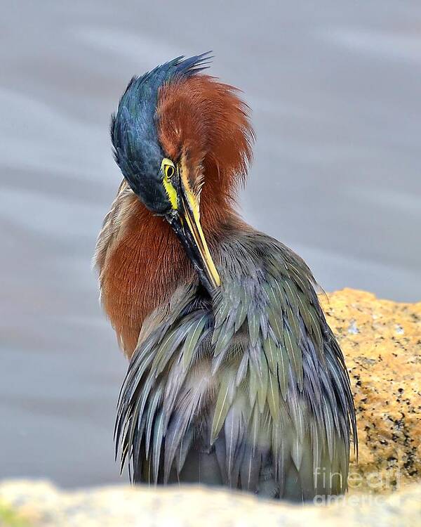 Heron Poster featuring the photograph Preening Green Heron by Kathy Baccari