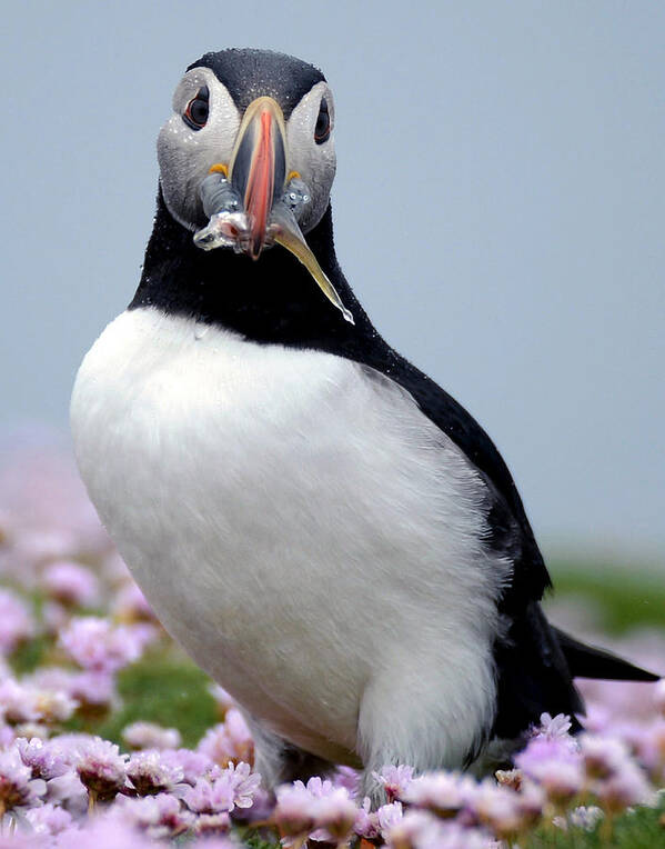 Puffin Poster featuring the photograph Puffin With Dinner by Jennifer LaBouff